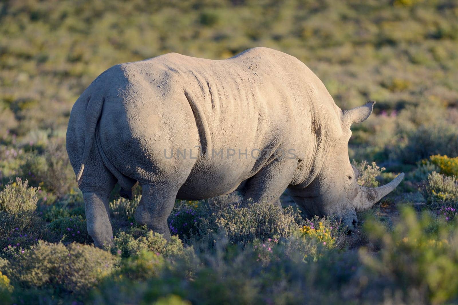 A shot of rhinos in captivity