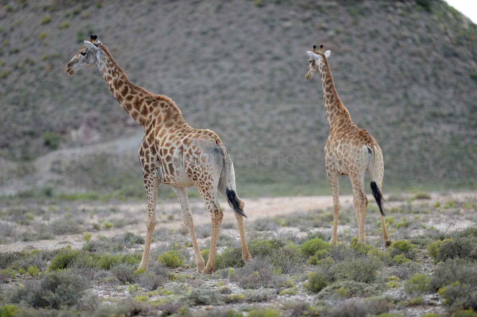 A close up shot of a Giraffe