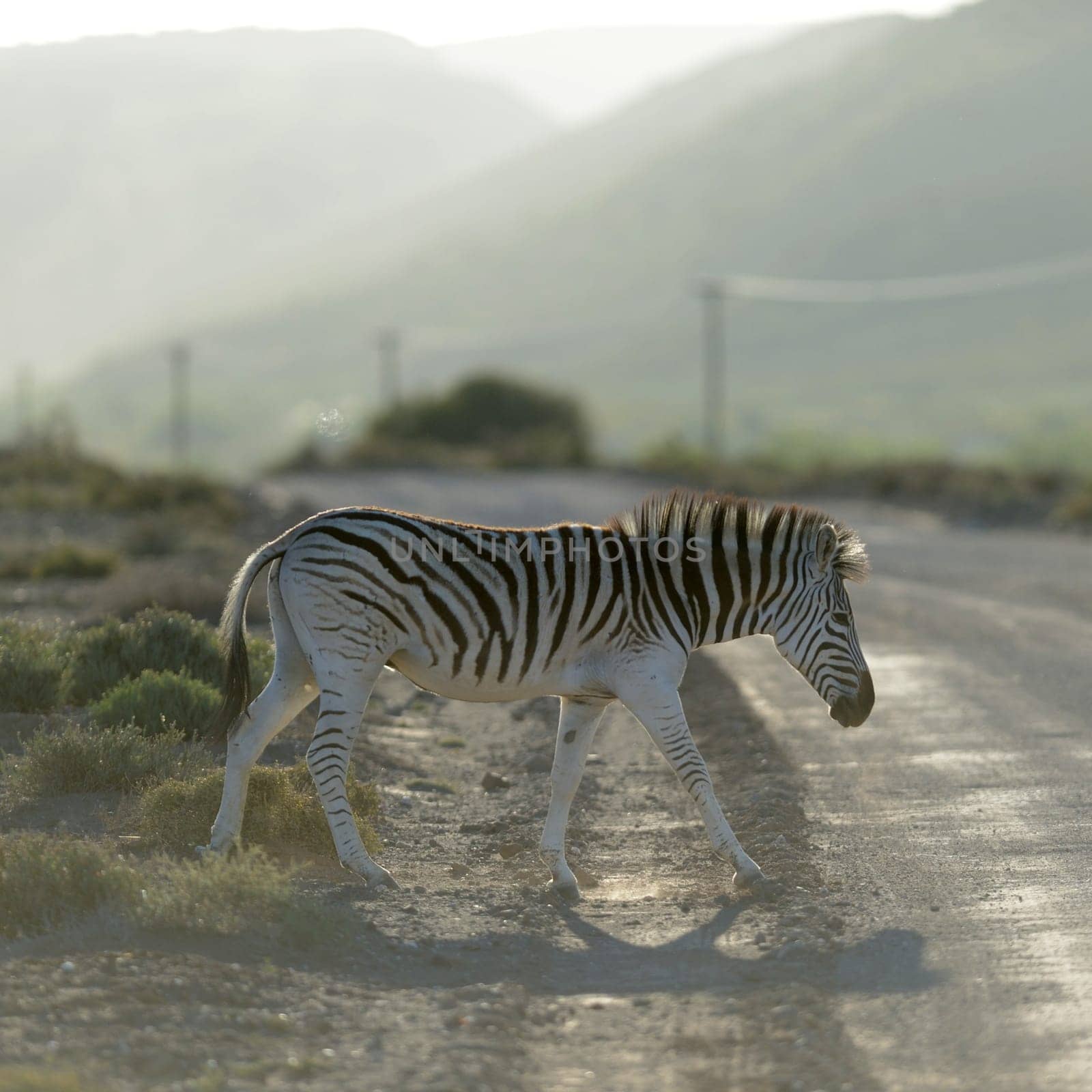 A photo of a zebra in its natural habitat
