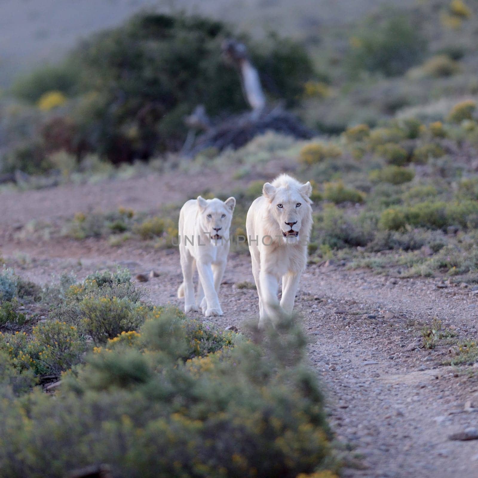 A shot of white lions in the Kuru national Park
