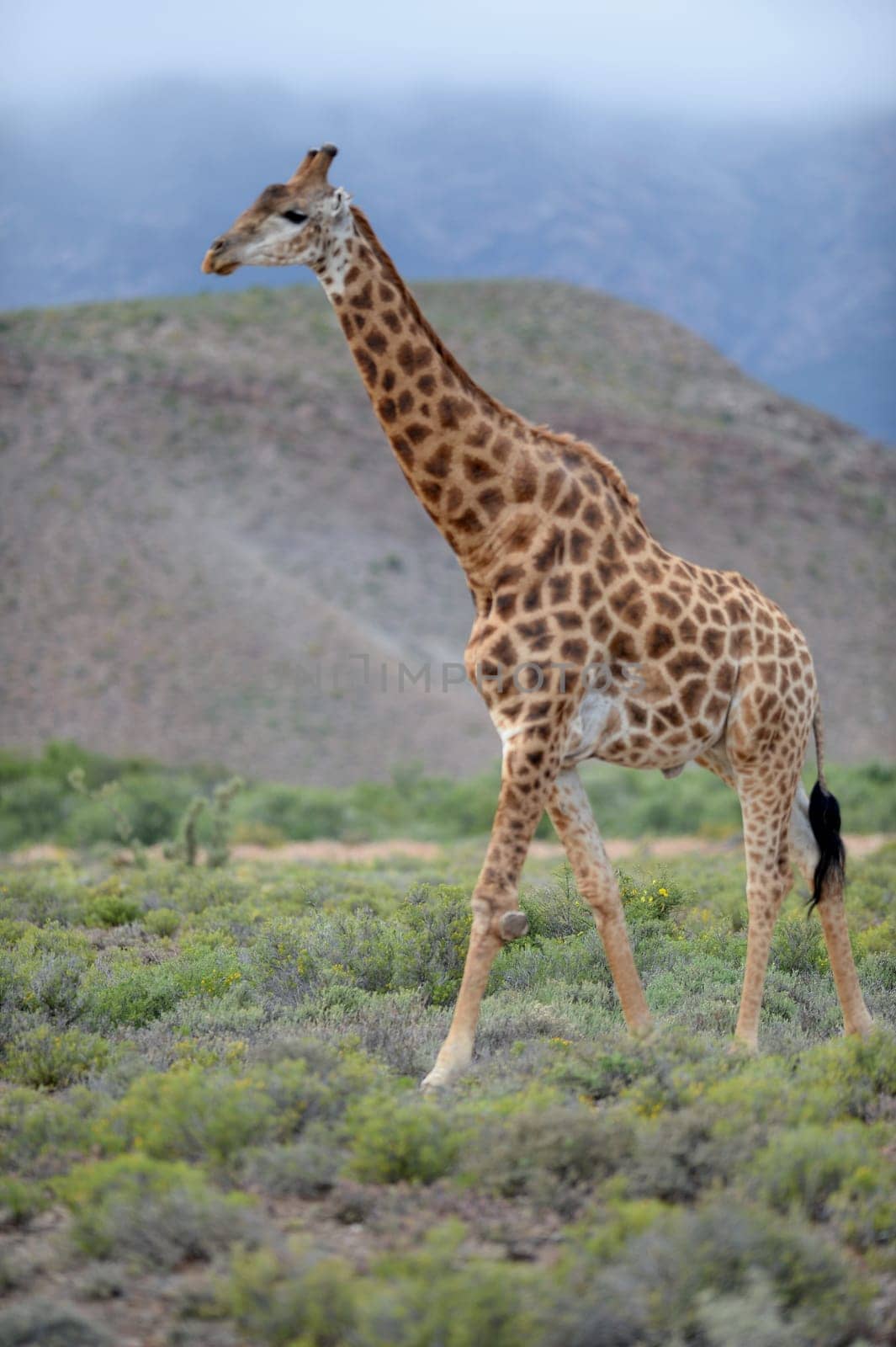 A close up shot of a Giraffe