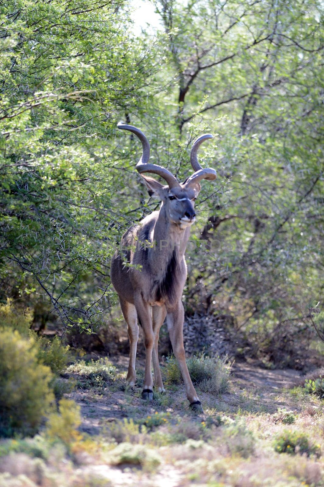 A shot of an Afrivan Kudu in the wild