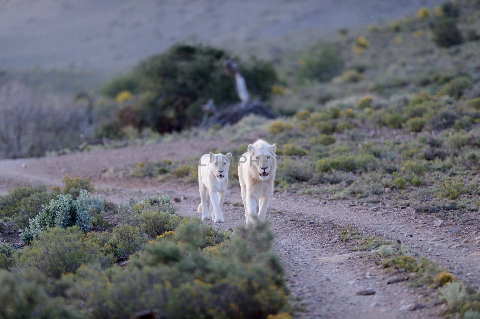 A shot of white lions in the Kuru national Park
