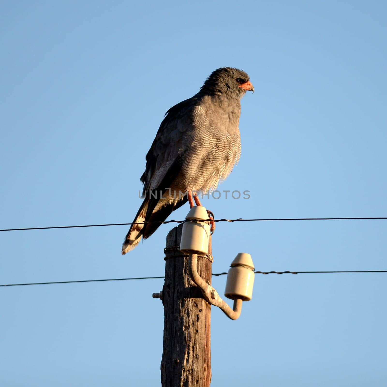 A shot of an African Harrier Hawk in the wild