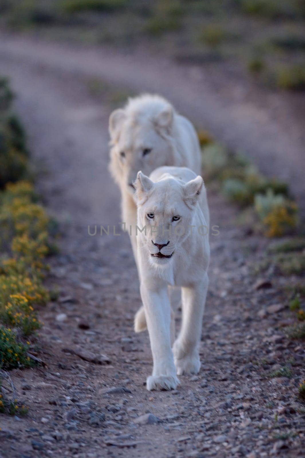 A shot of white lions in the Kuru national Park