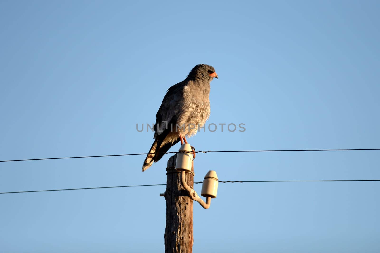 A shot of an African Harrier Hawk in the wild