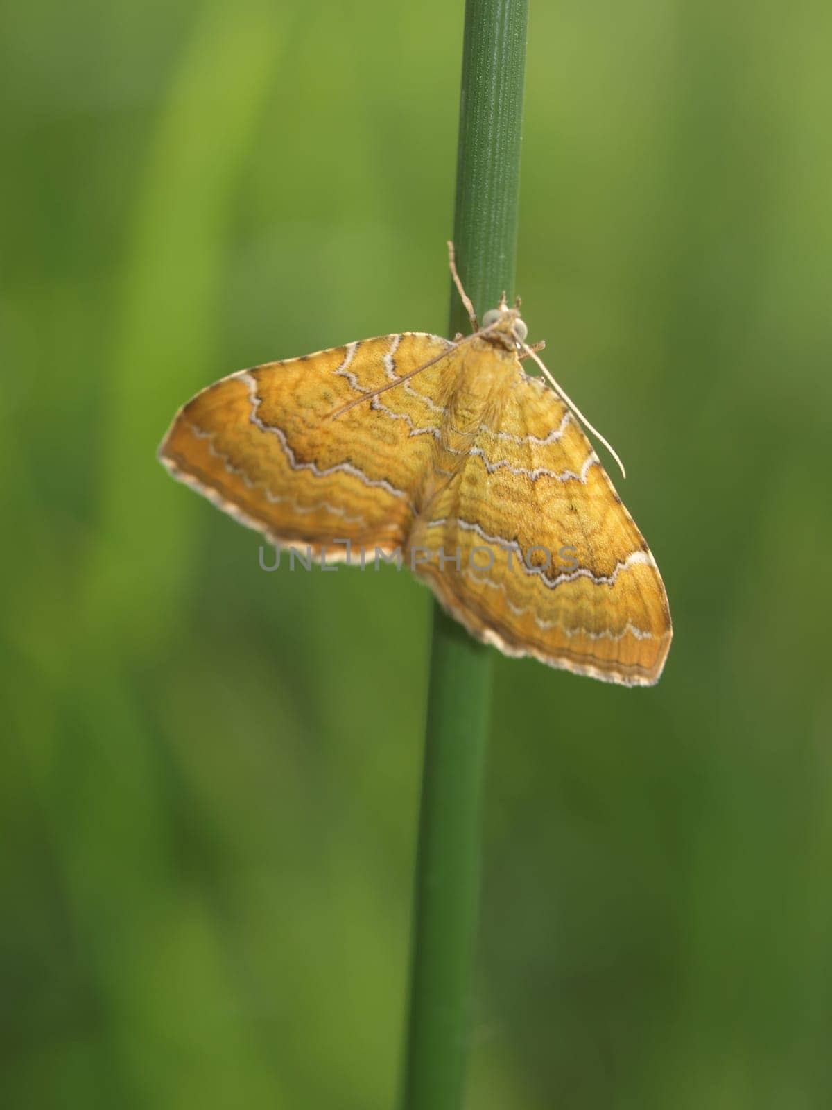 Ochre yellow leaf tensioner