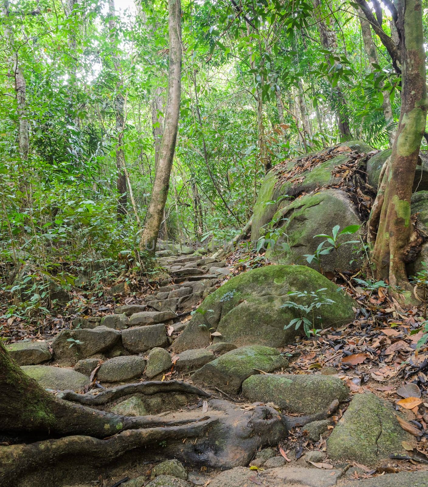 Trail in the rainforest, Thailand