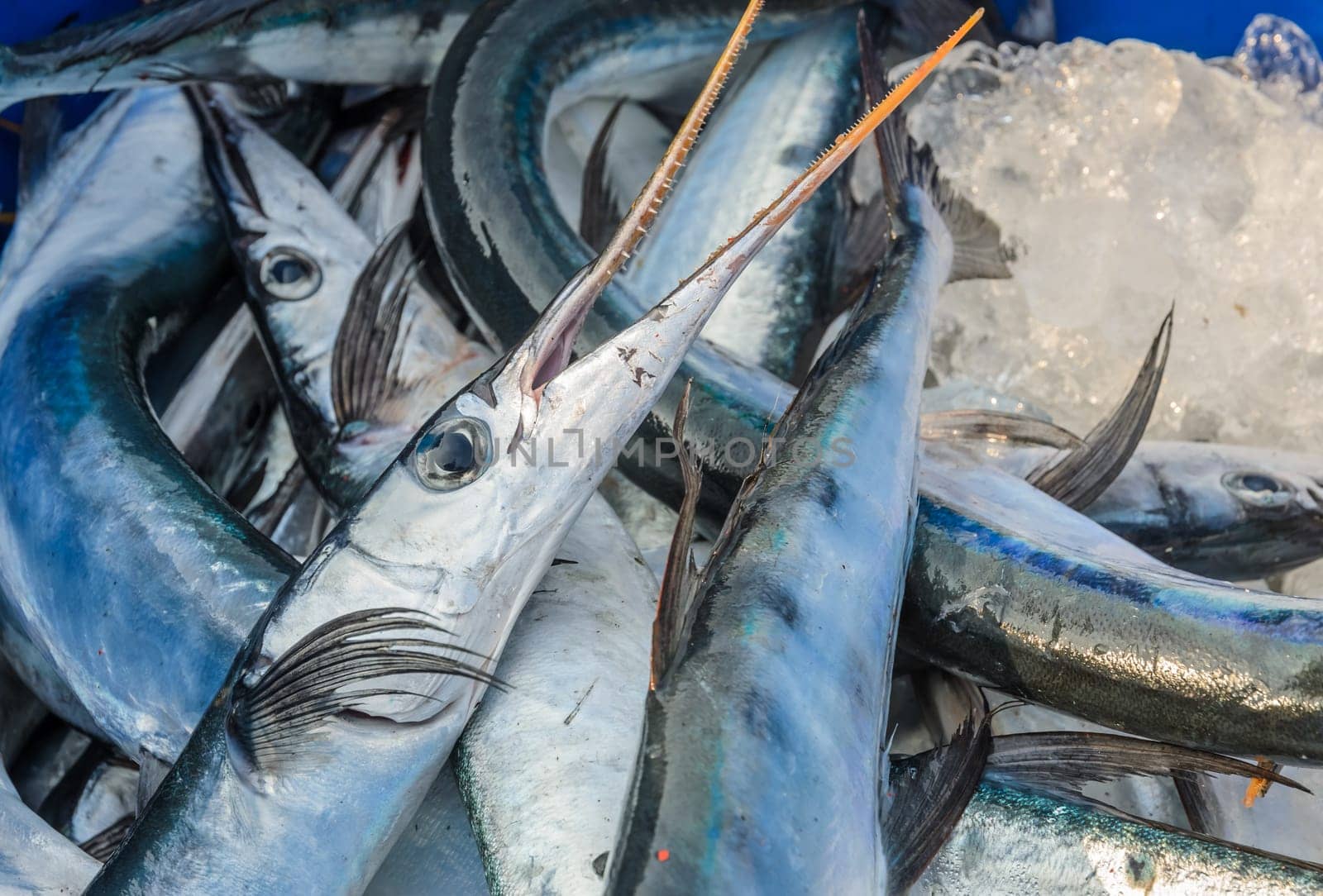 Fresh sea fish