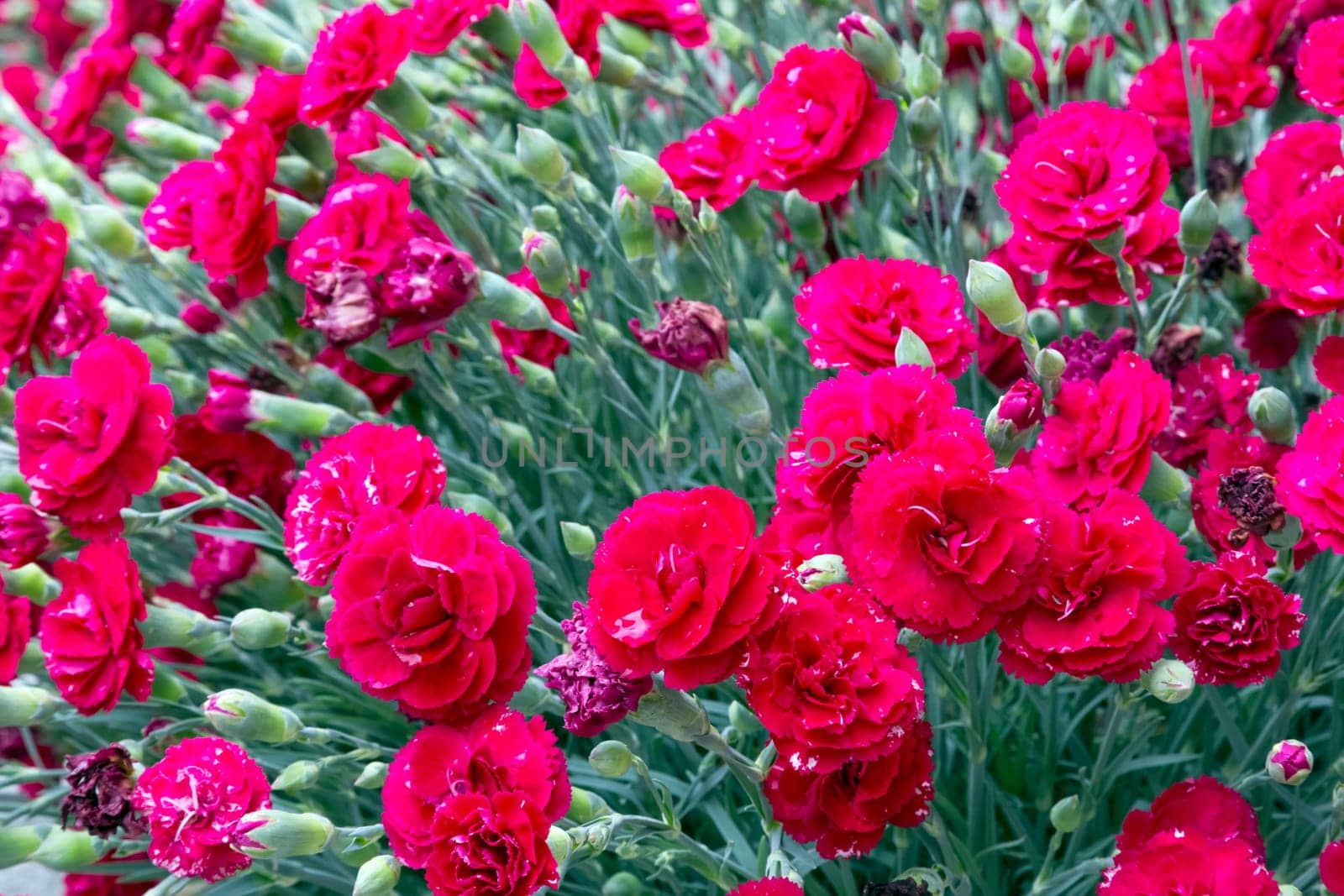 Flowers background