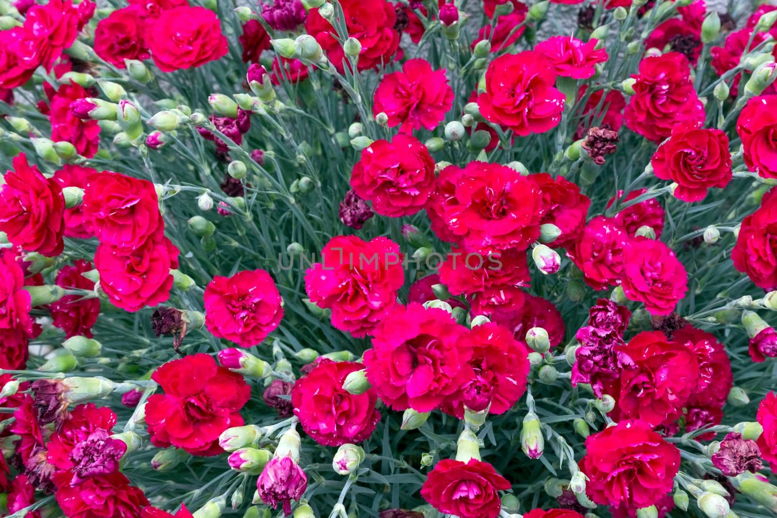 Flowers background