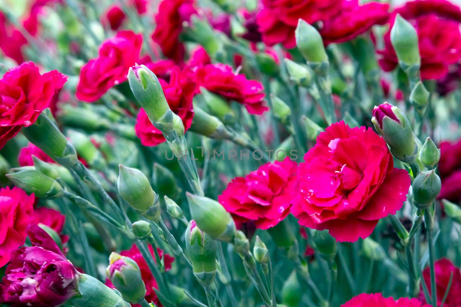 Flowers background