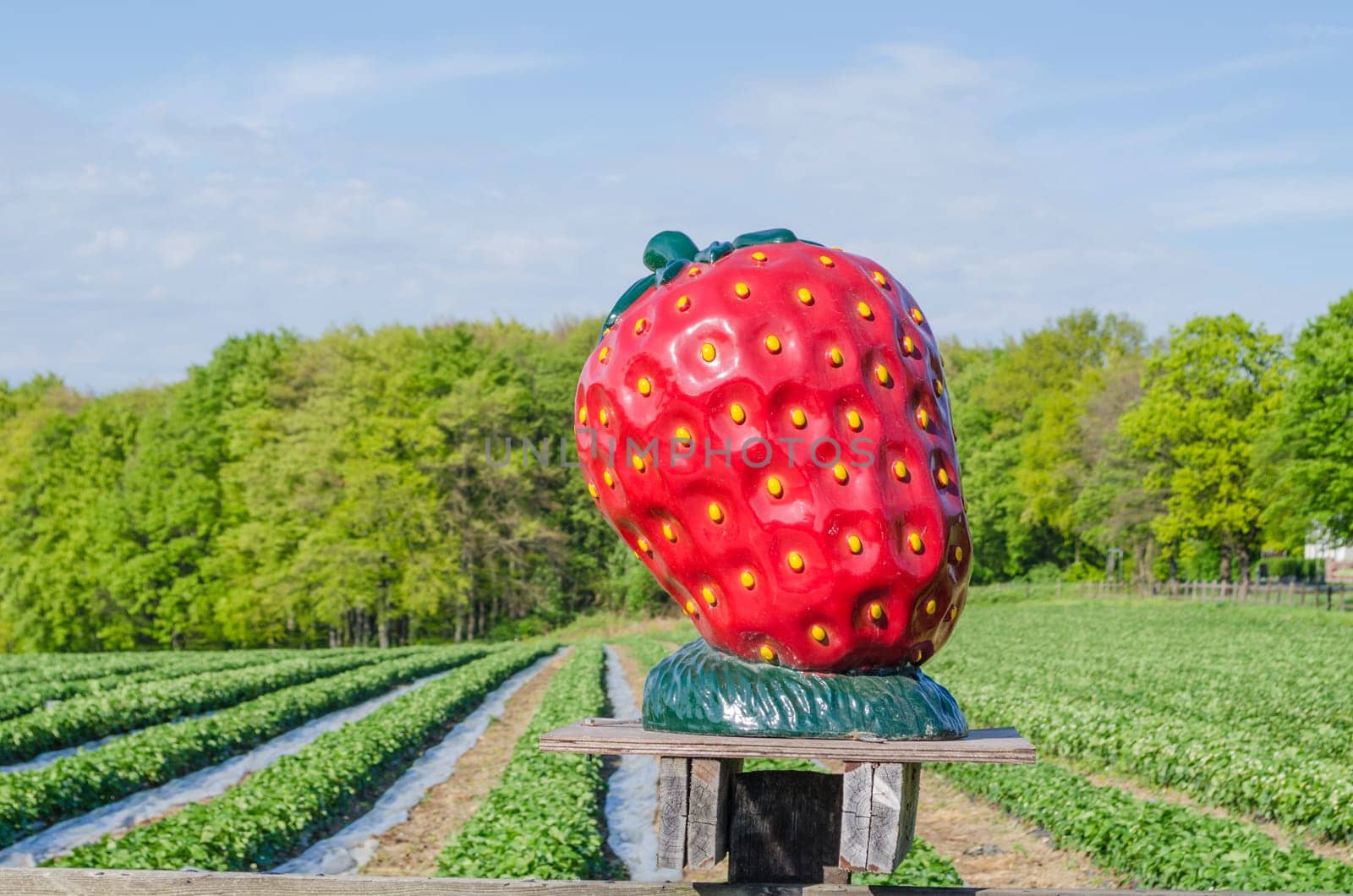 Large strawberry made of plastic in front of a juicy green strawberry field