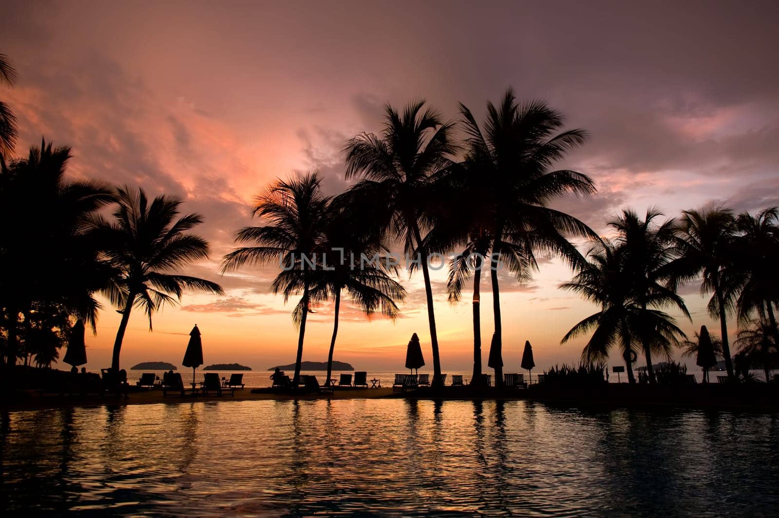 Evening in tropical hotel, silhouette of palm tree and swimming pool