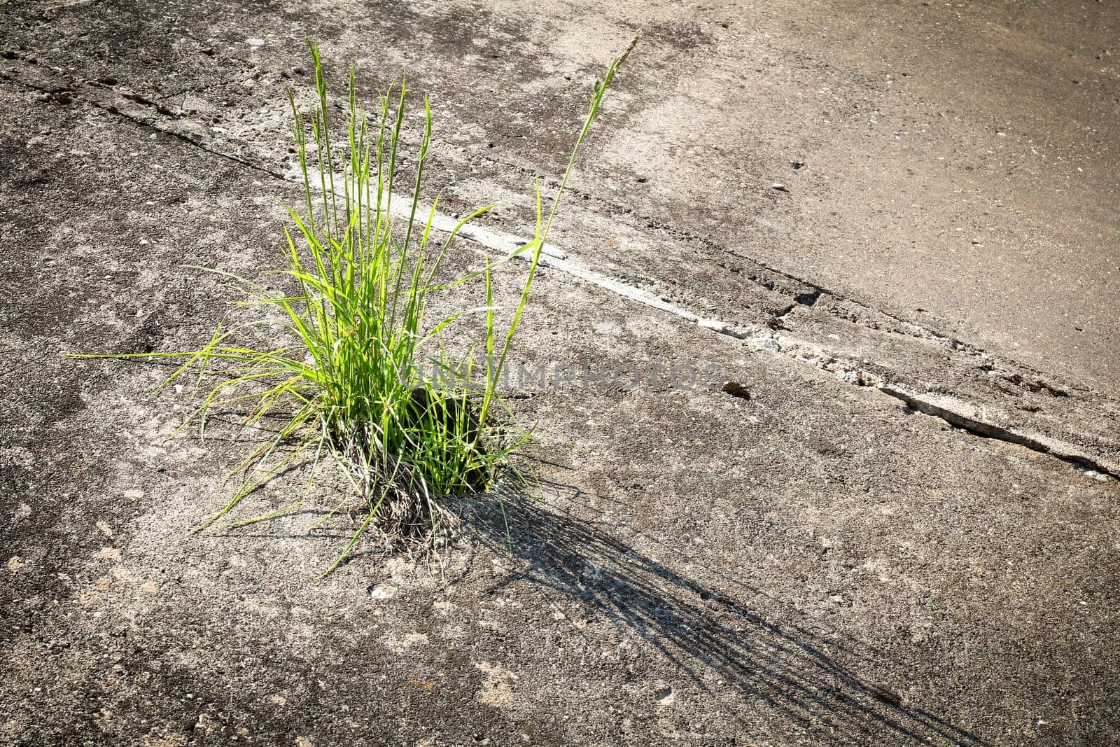 Green grass growing through crack in concrete
