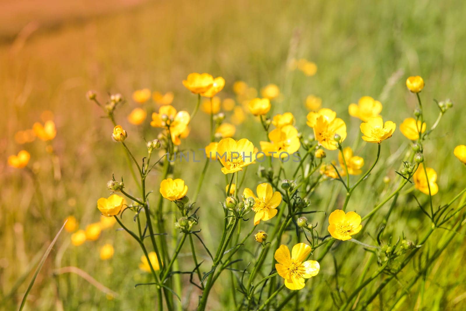 Blossom of summer flowers with very shallow focus