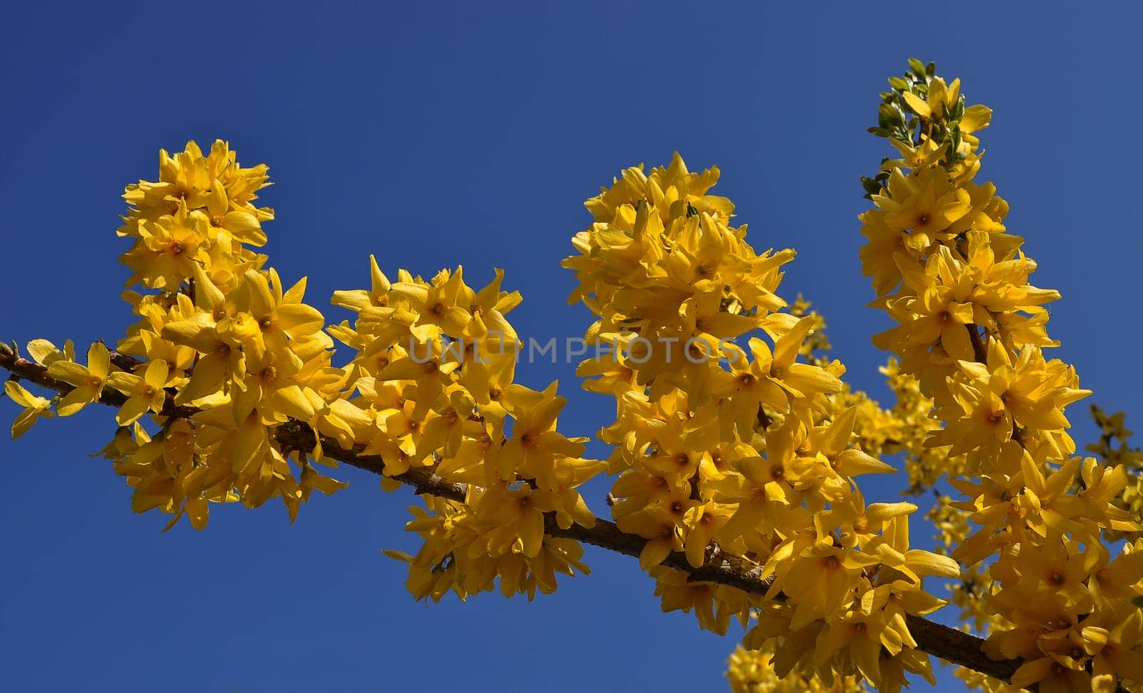 Forsythia blossom