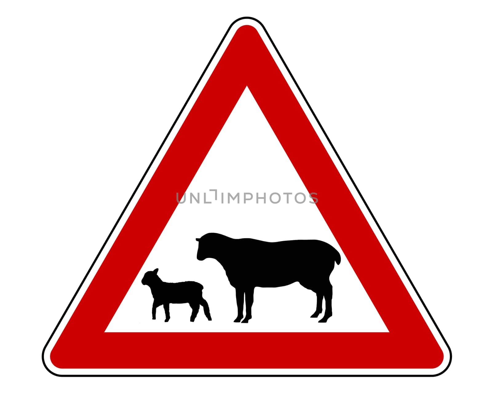 Attention flocks of sheep