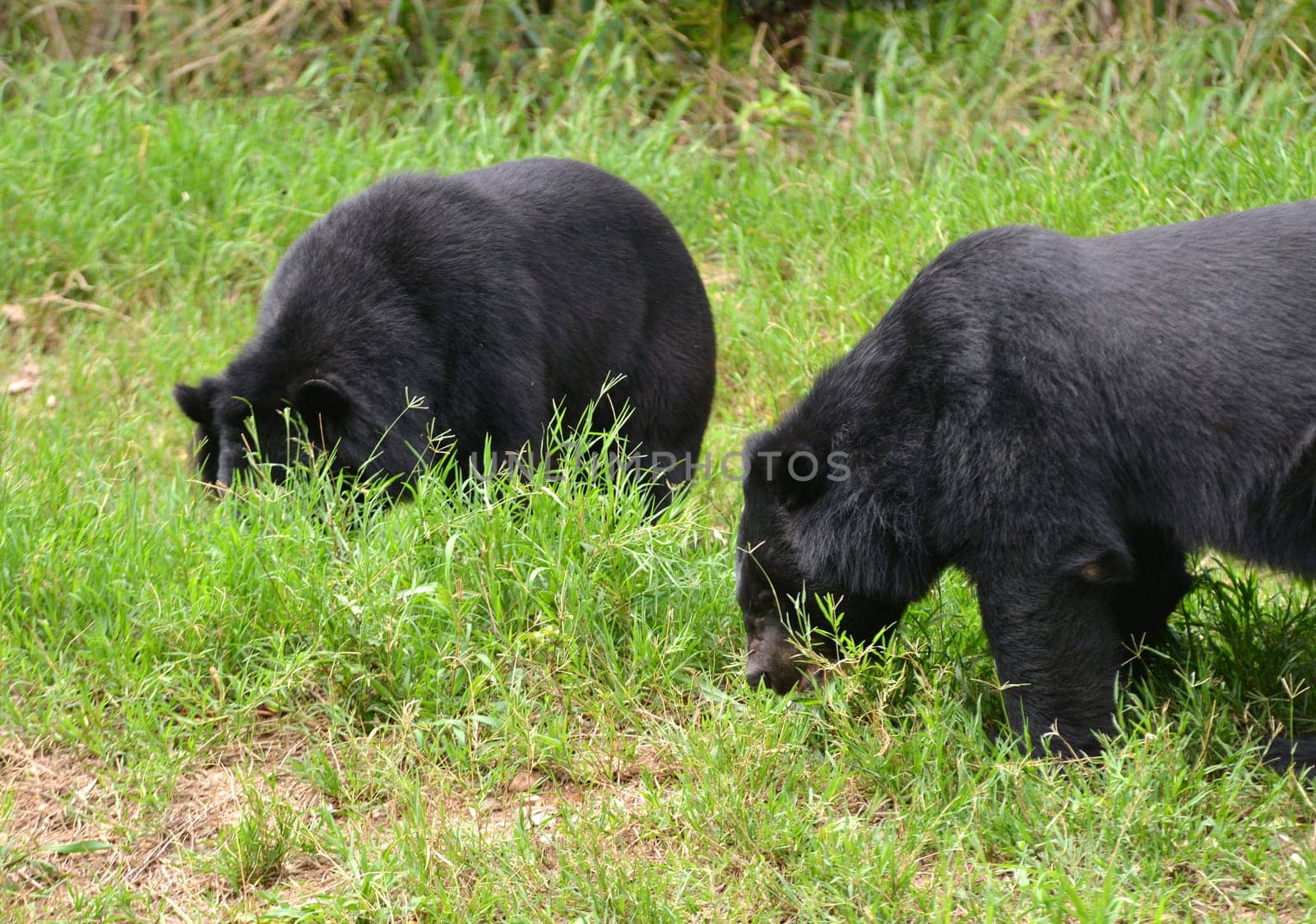 asiatic black bear or moon bear (ursus thibetanus)