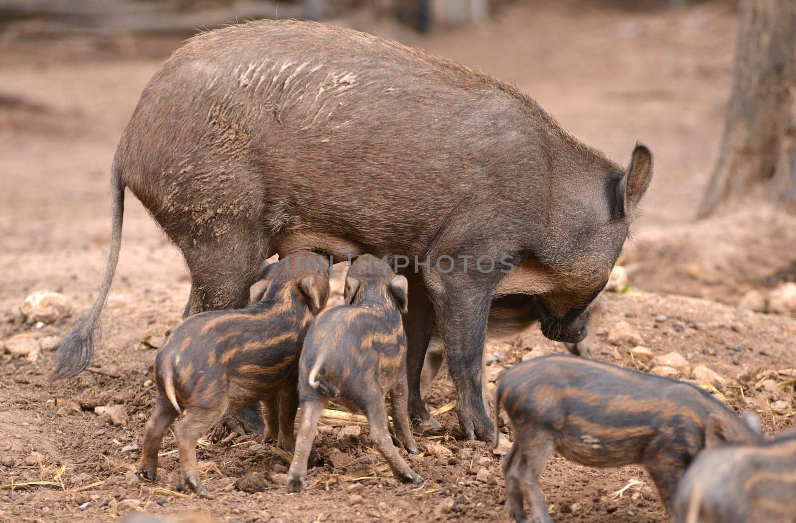 an asiatic wild boar feeding their baby