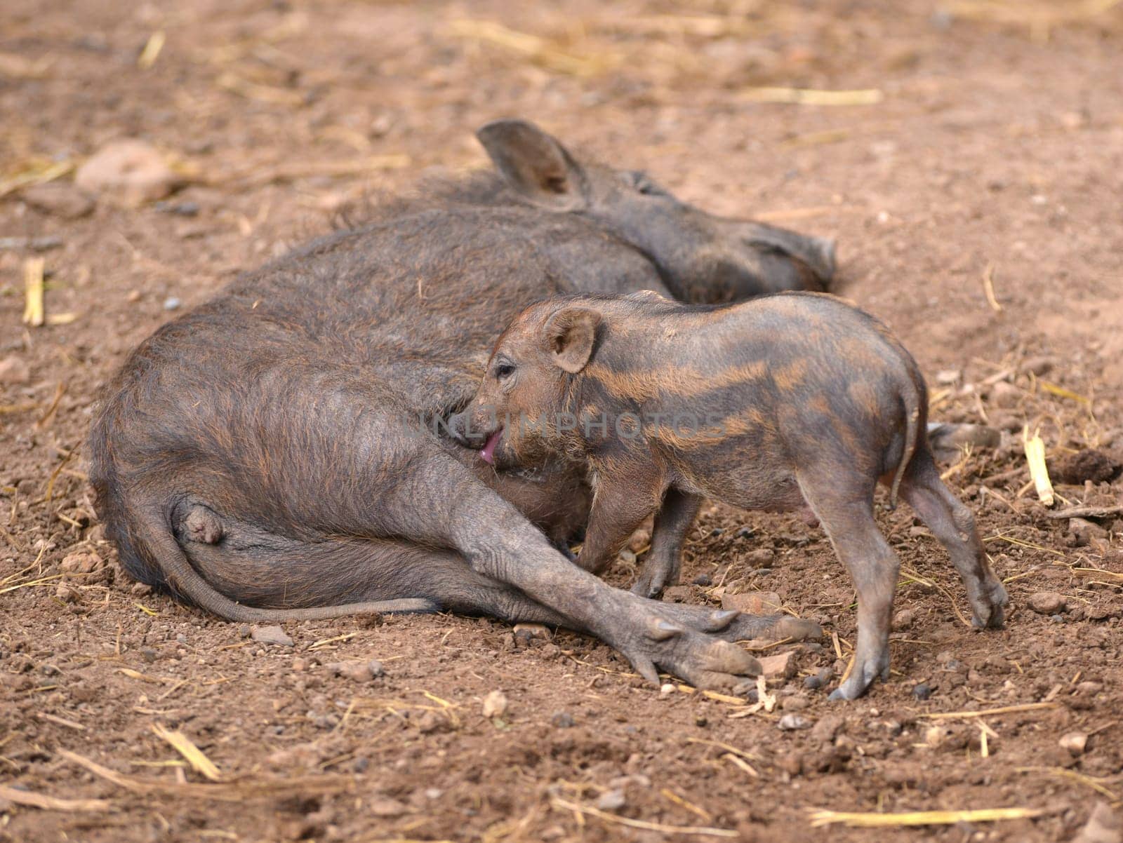 an asiatic wild boar feeding their baby