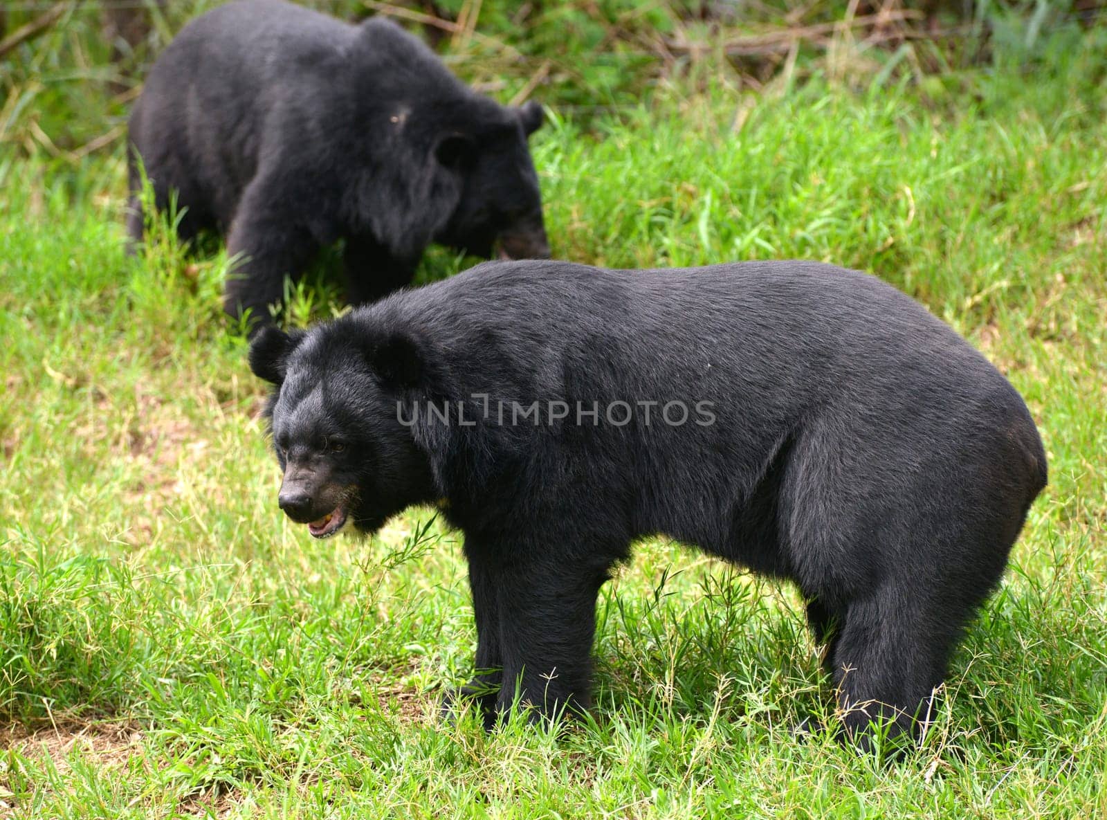 asiatic black bear or moon bear (ursus thibetanus)