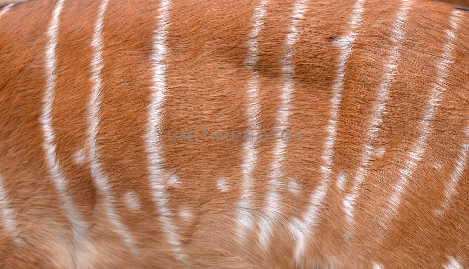 textured of nyala fur can use for background