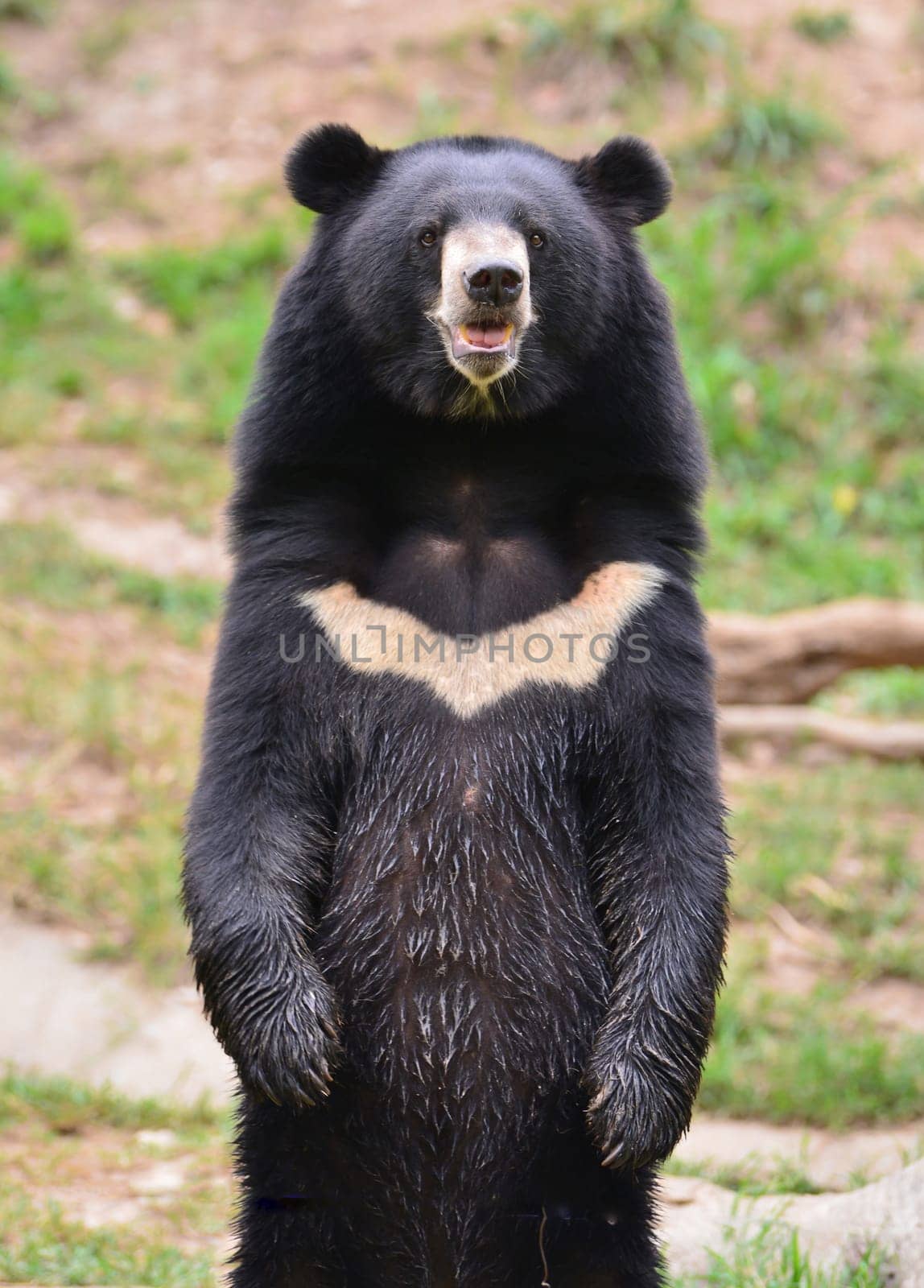 asiatic black bear or moon bear (ursus thibetanus)