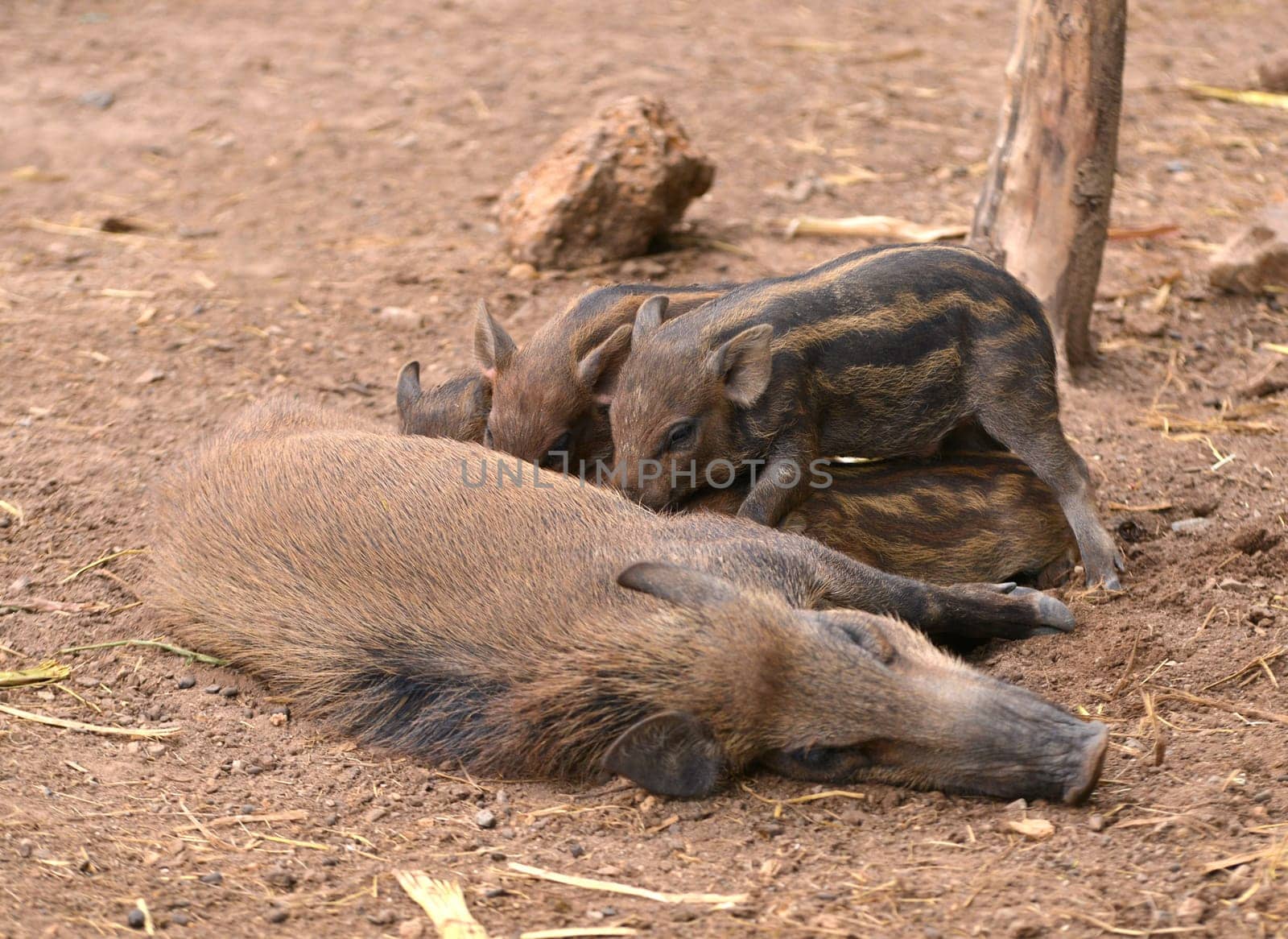 an asiatic wild boar feeding their baby