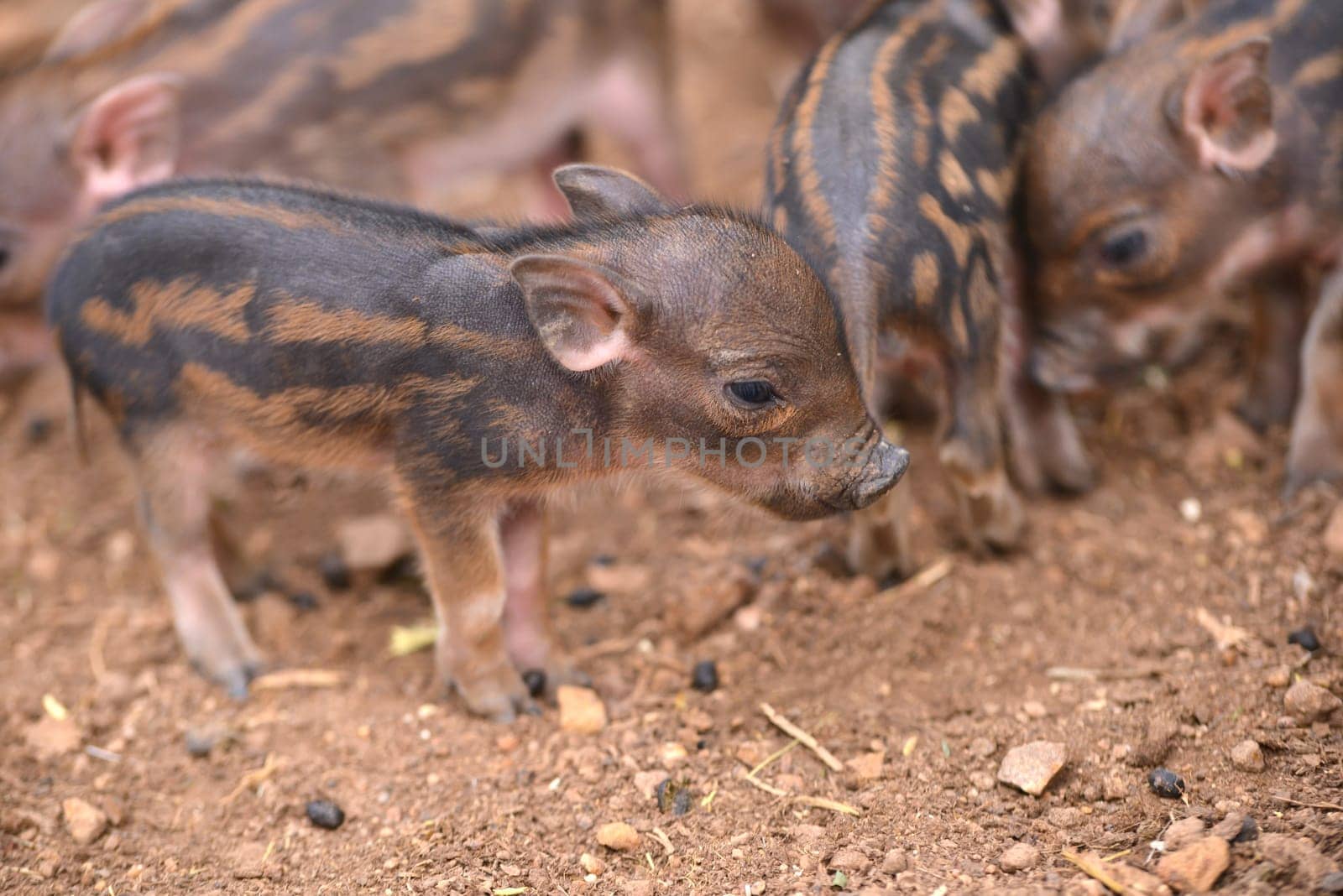 baby wild boar with striped