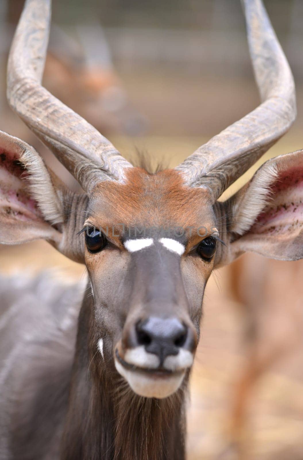 close up of male nyala head ( tragelaphus angasii )