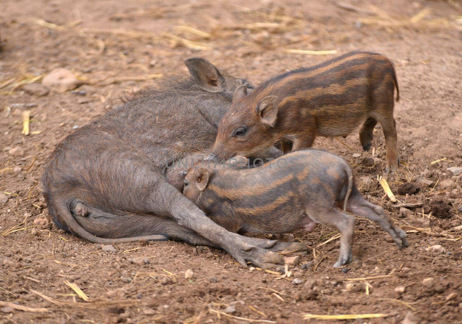 an asiatic wild boar feeding their baby
