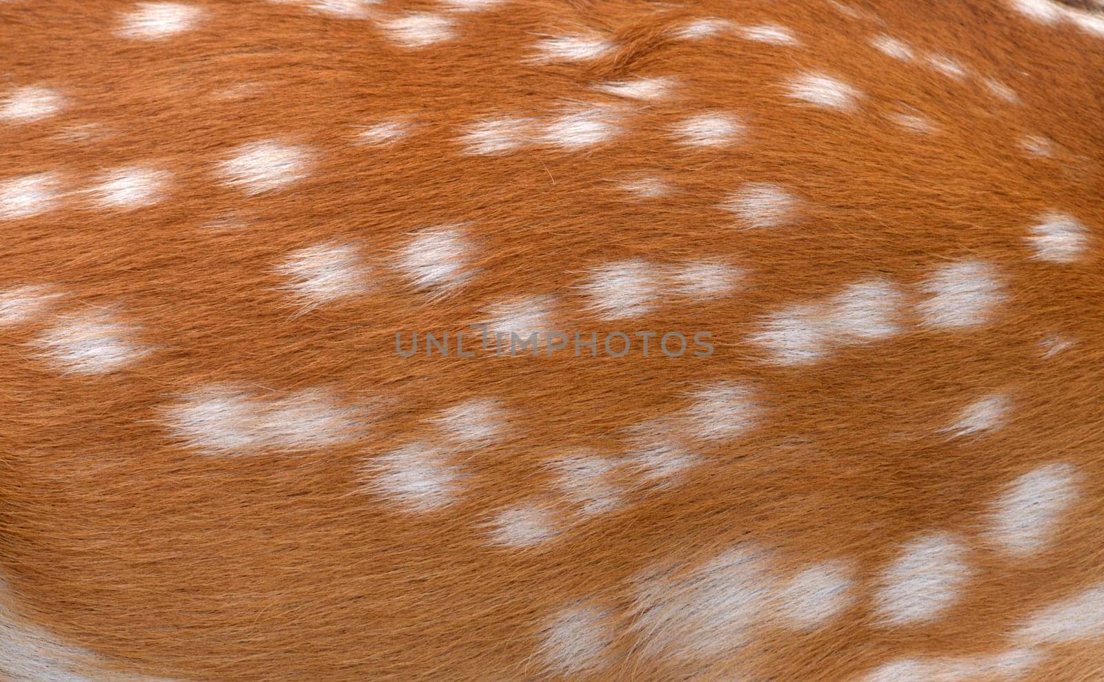 textured of sika deer fur can use for background