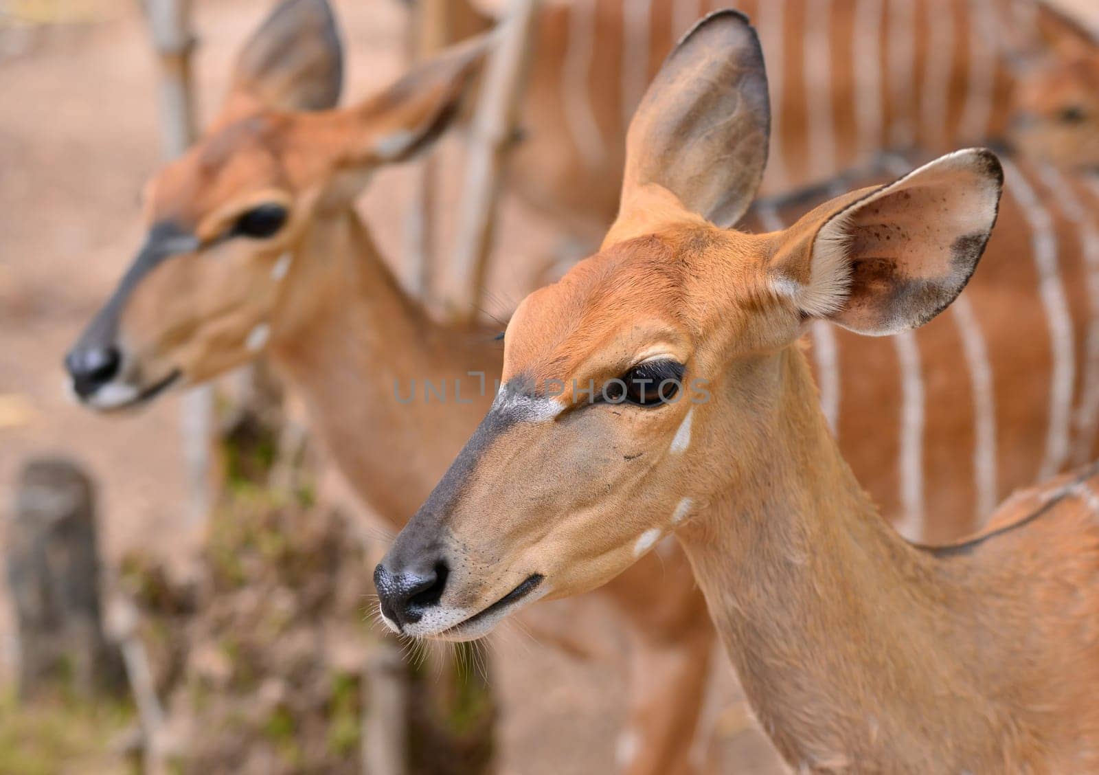 close up of female nyala head ( tragelaphus angasii )