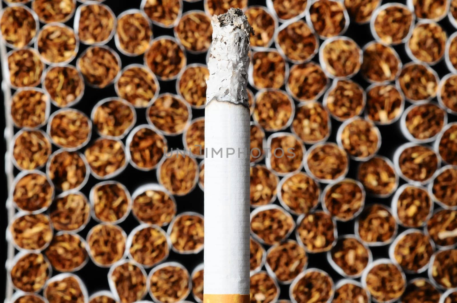 Close-up of Tobacco Cigarettes Background or texture
