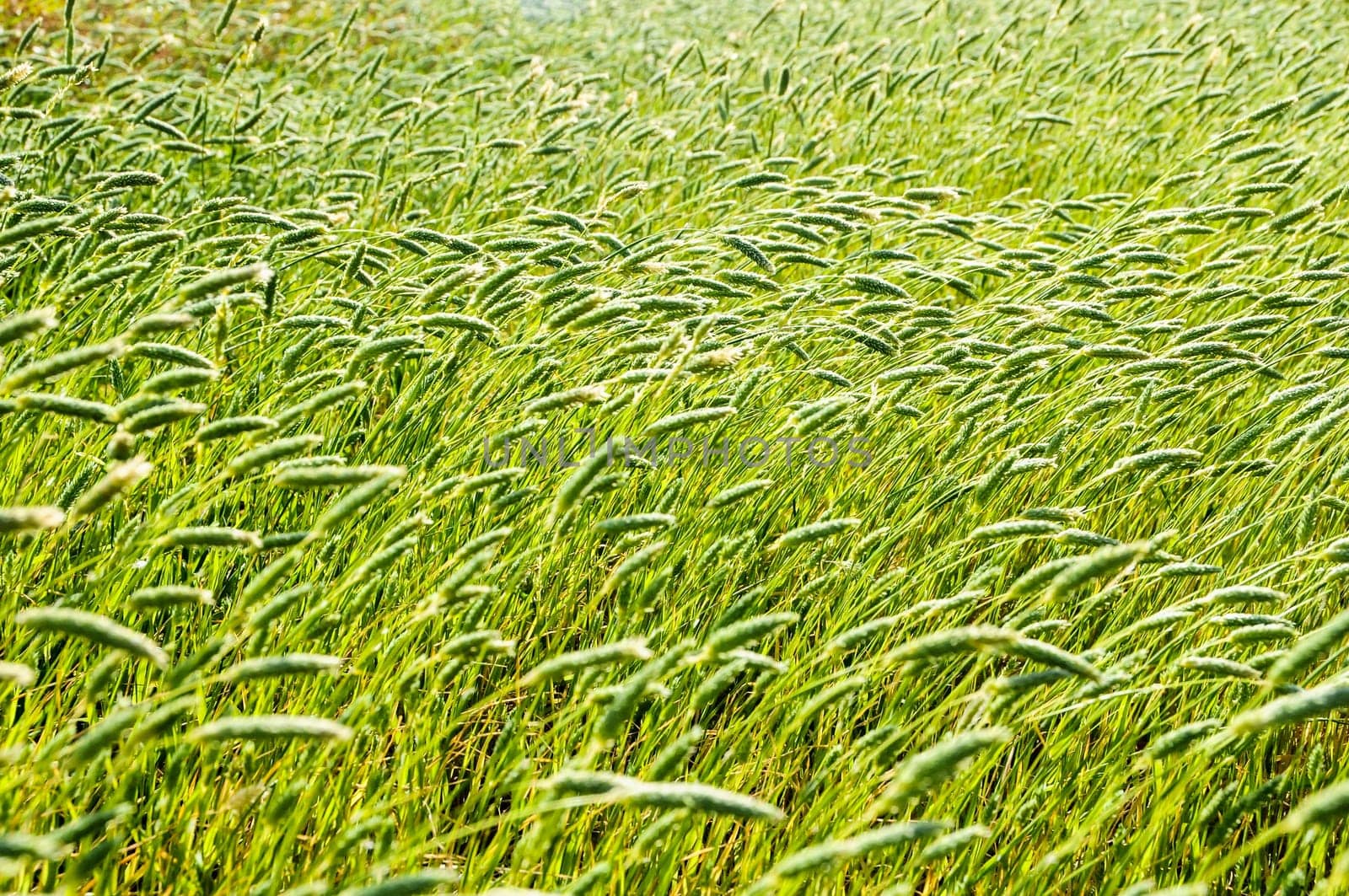 Texture Grass Background Pattern on an Isolated Field