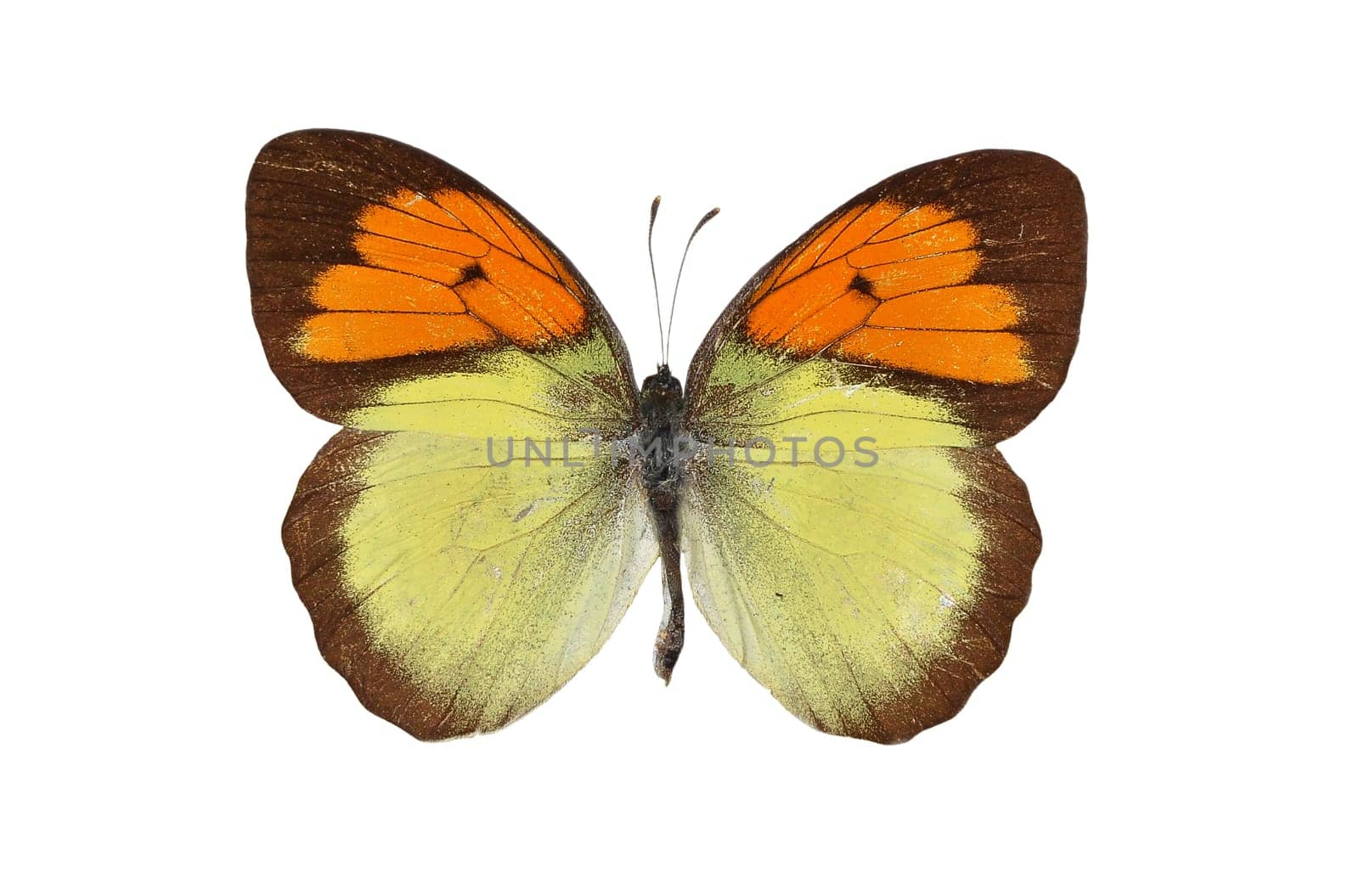 Ixias pyrene insignis