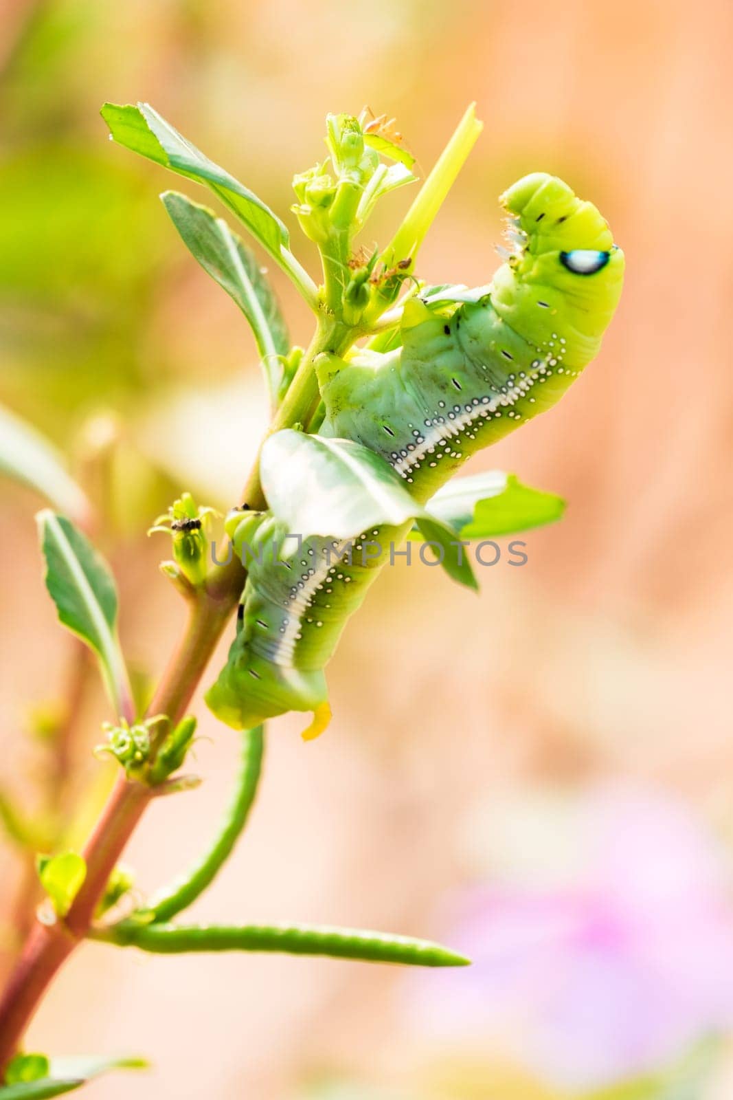 Caterpillar,close-up of the insect while eating a plant