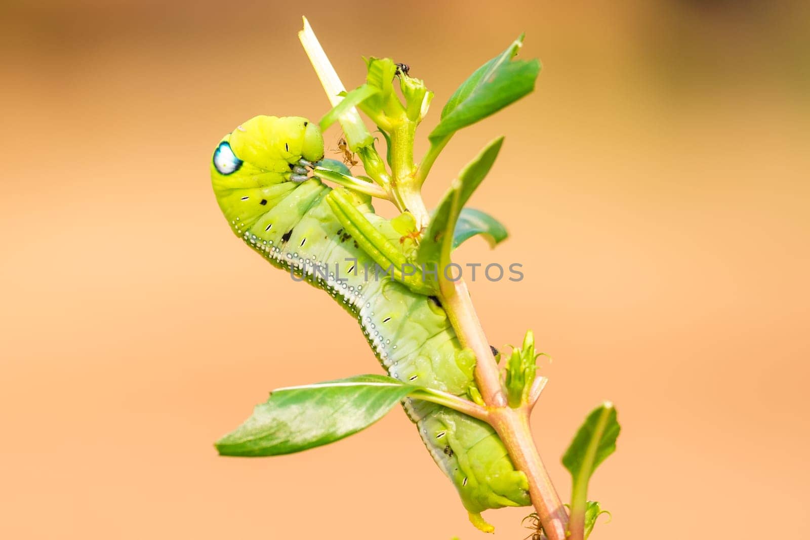 Caterpillar,close-up of the insect while eating a plant
