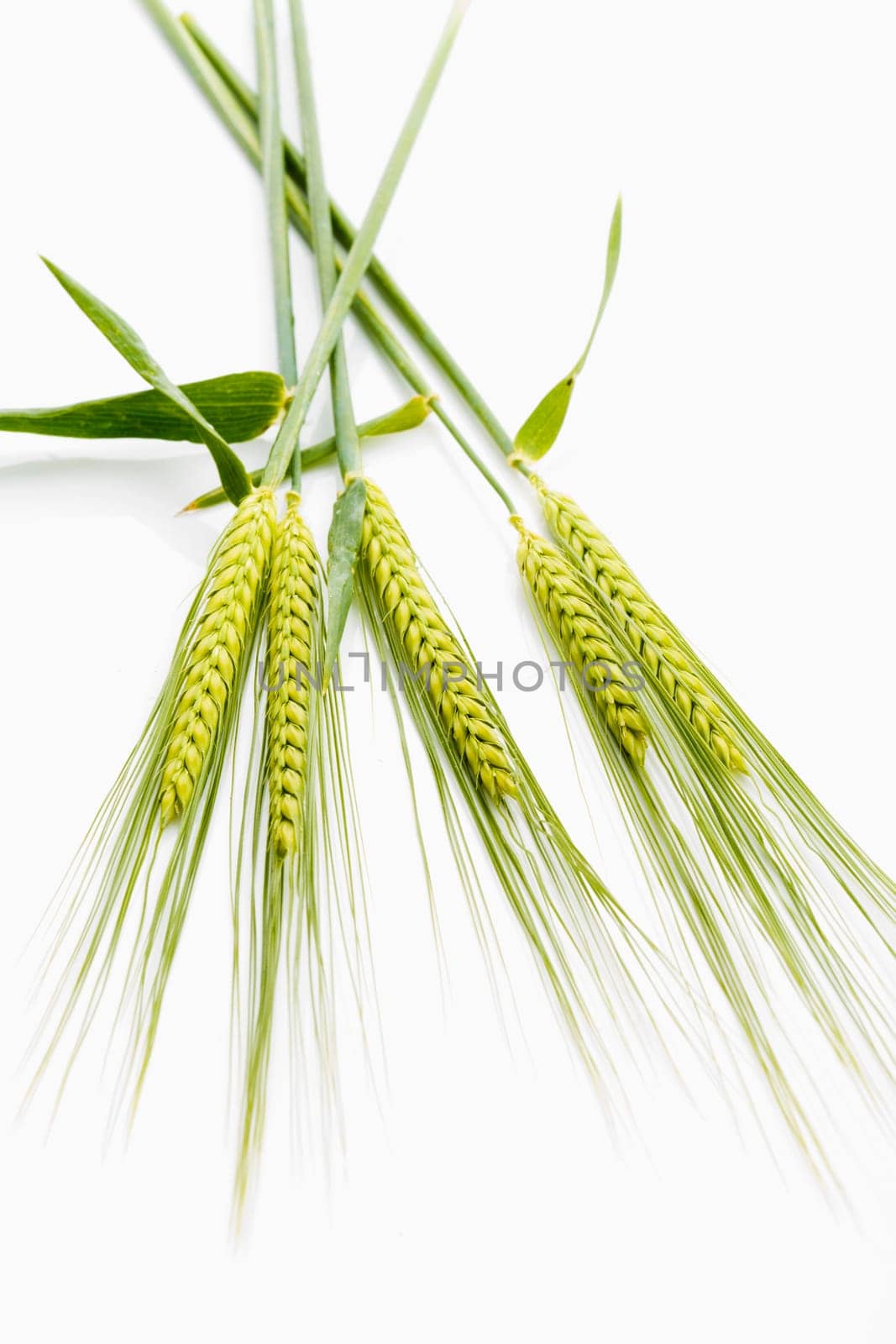 Wheat