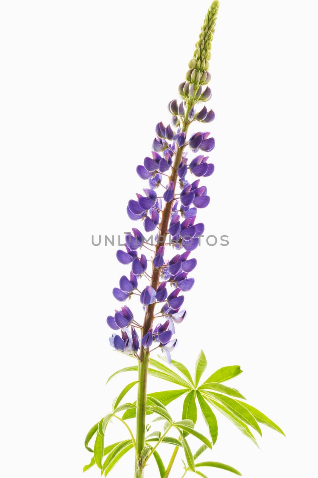 Lupine (Lupinus polyphyllus)