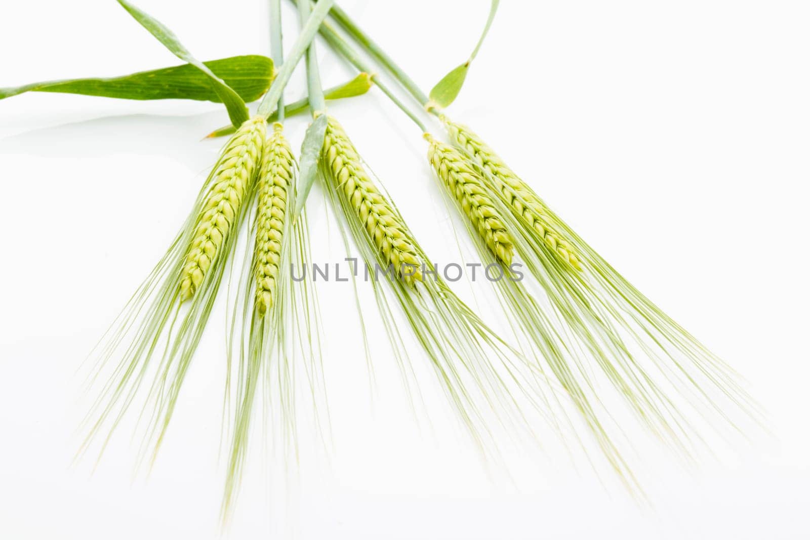 Wheat
