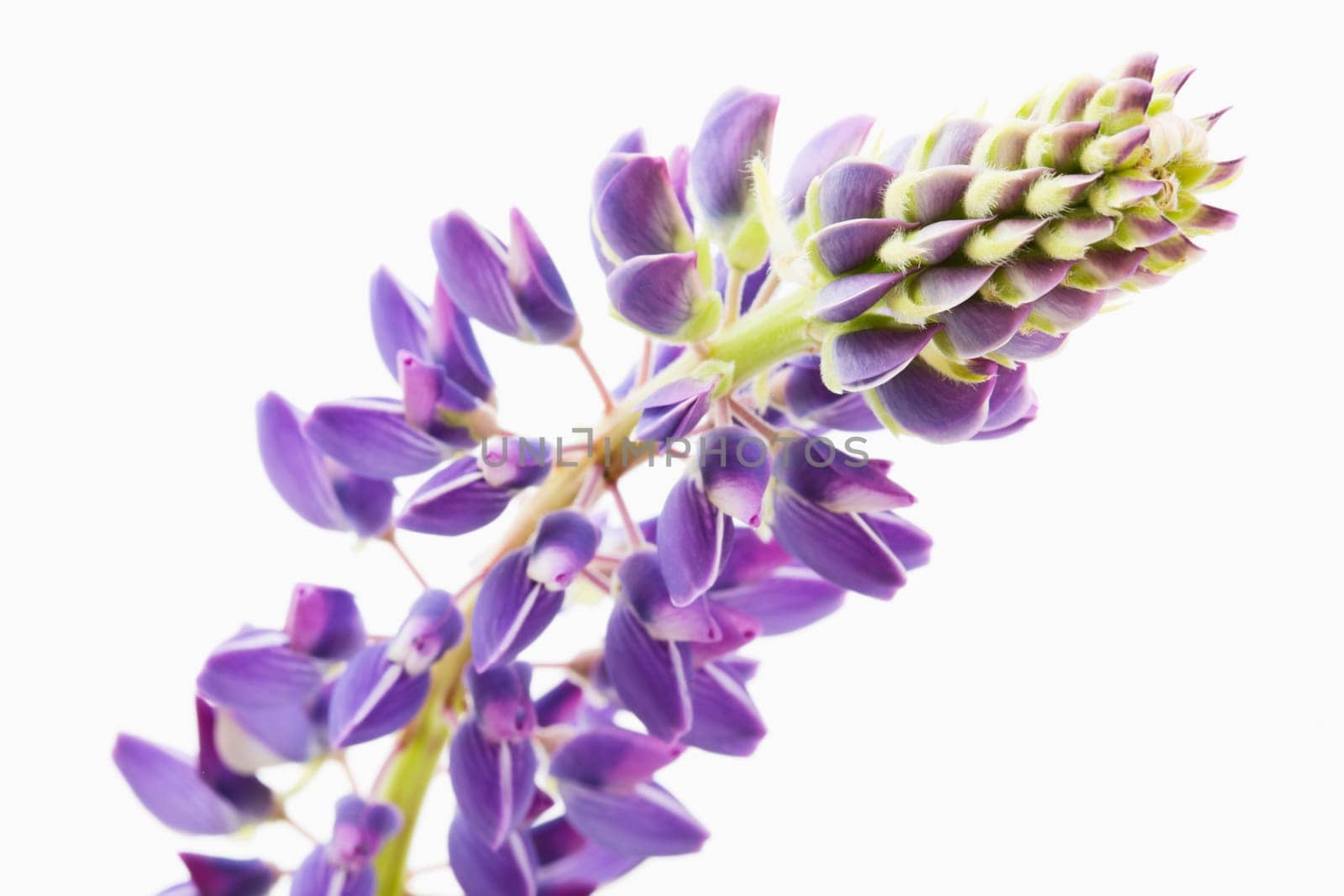 Lupine (Lupinus polyphyllus)