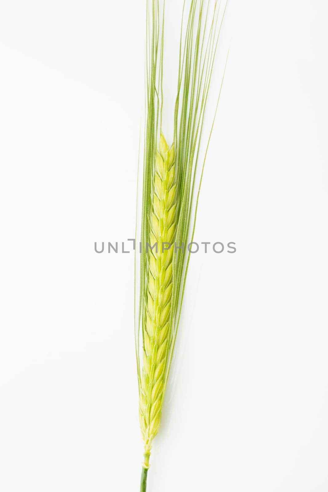 Wheat
