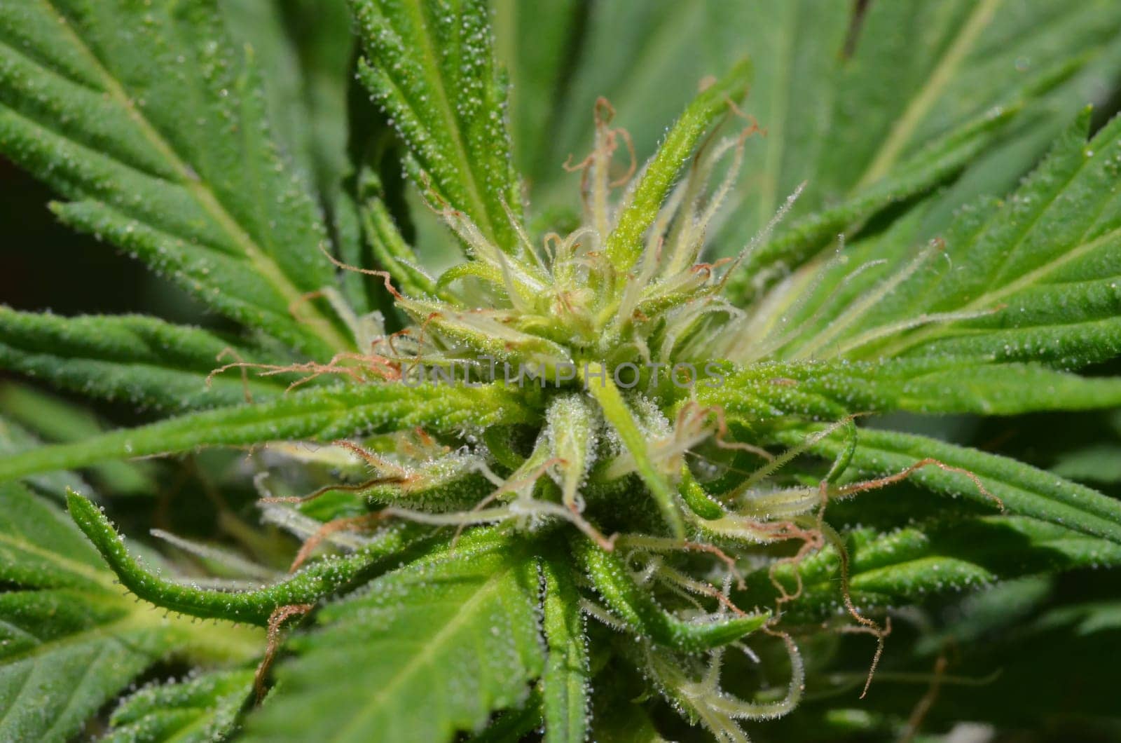 Blooming Cannabis Marijuana Green Buds Ripe Flowers