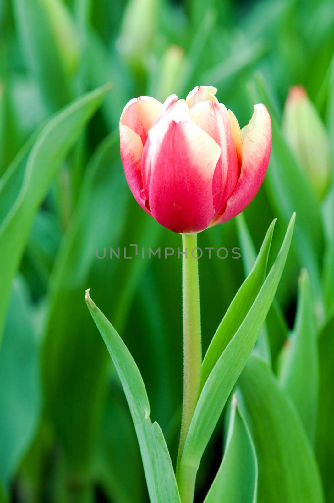 The close view of pink tulips over green leafs