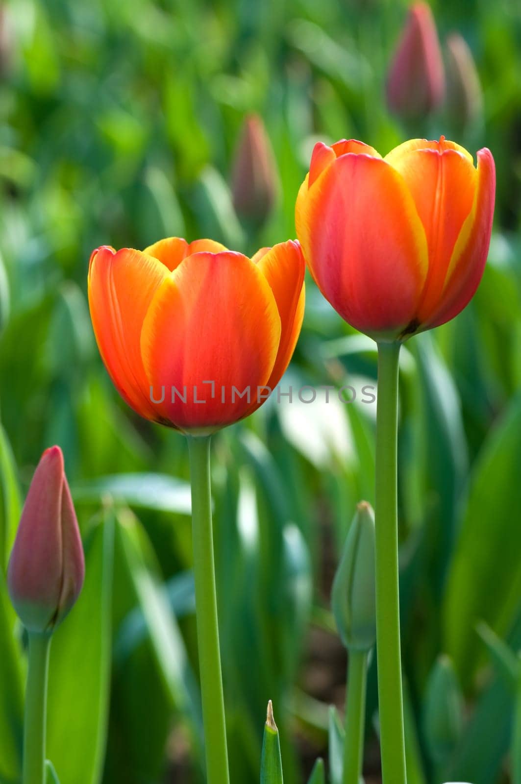The detail view of pink tulip flowers