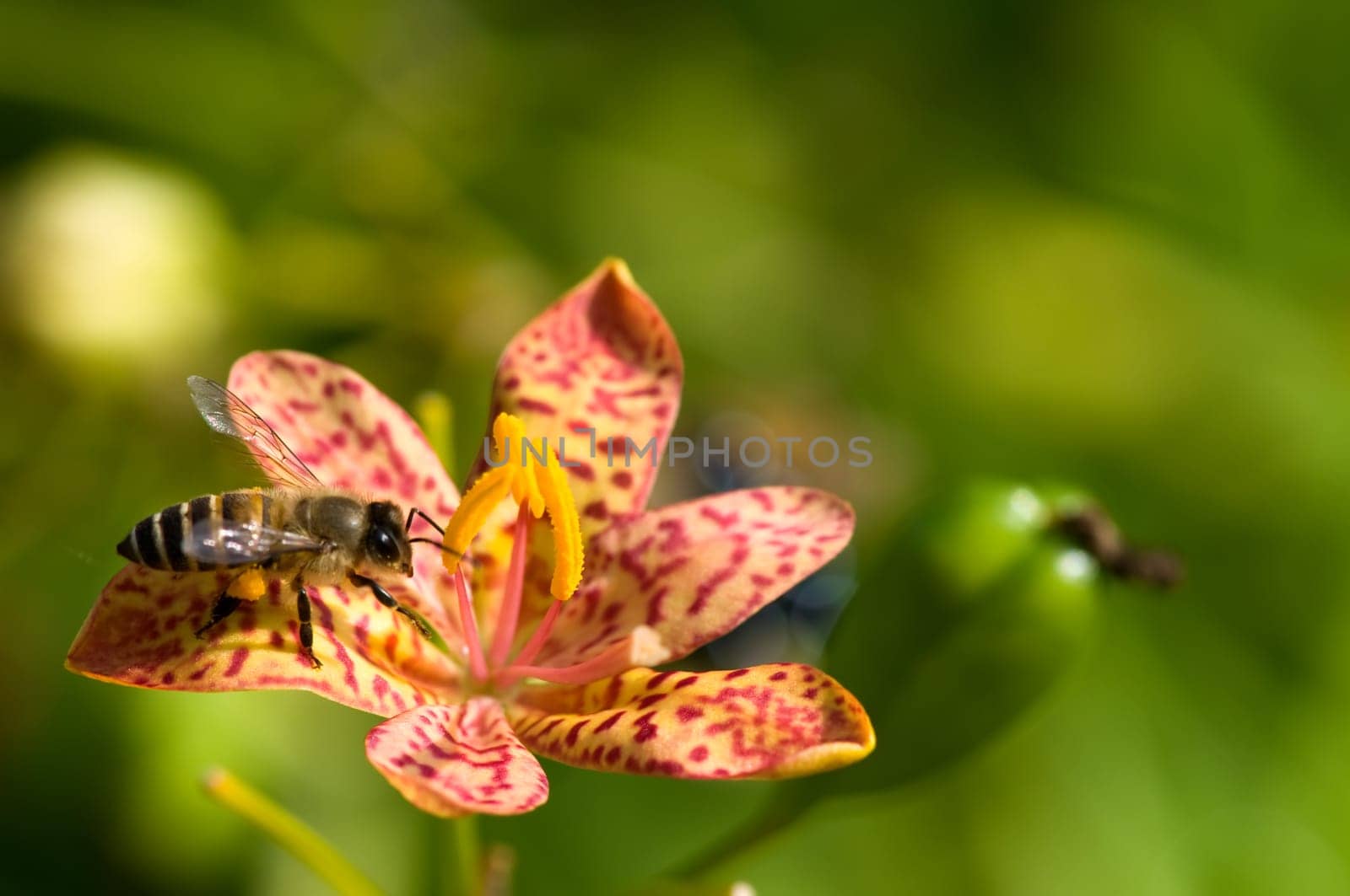 A close up shot of red orchid