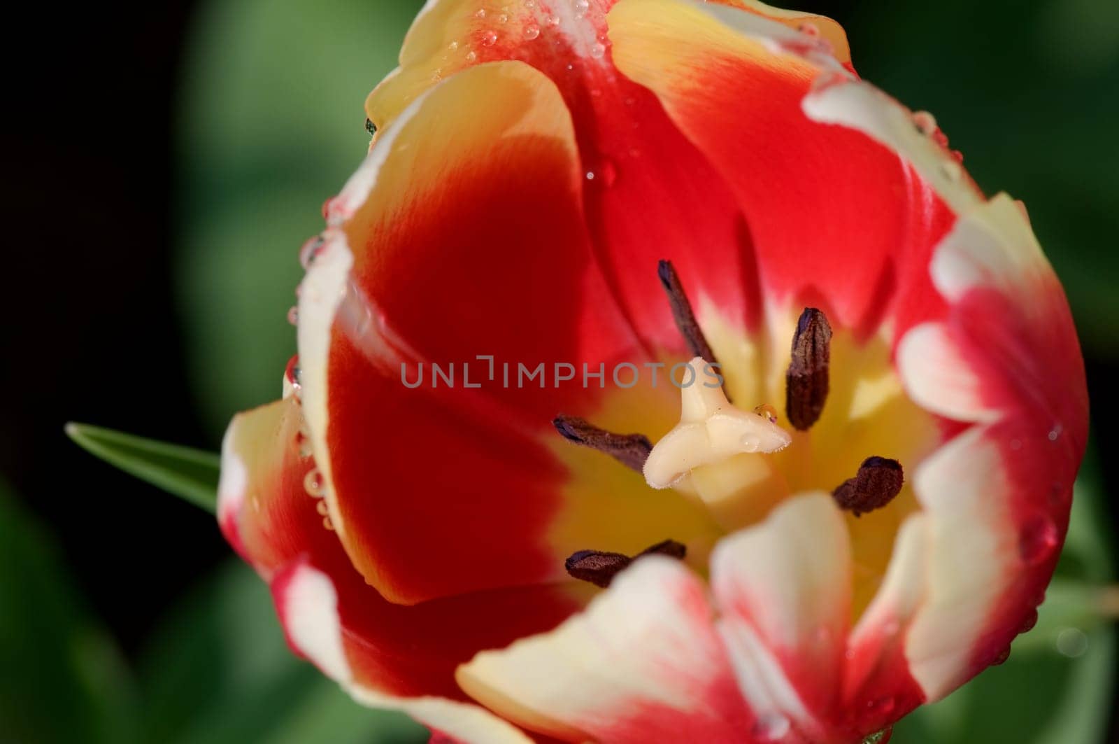 The detail close up view of a red tulip over green background