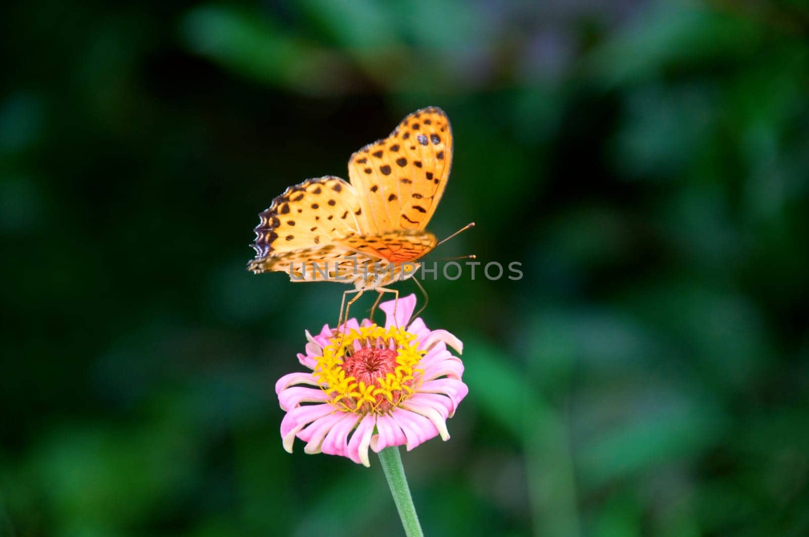 The detail of butterfly and flower